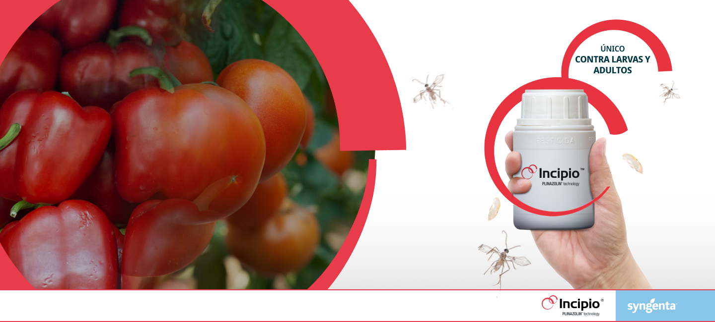 Syngenta | Un banner mostrando cultivos de tomates sanos y una mano con una botella del pesticida para tomates INCIPIO®|