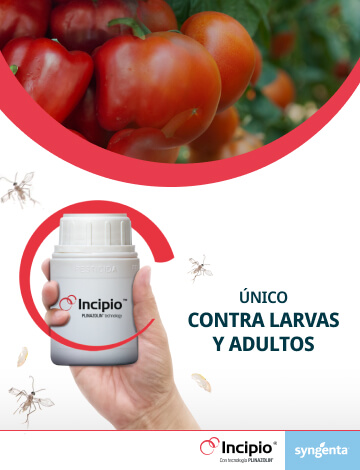 Syngenta | Un banner mostrando cultivos de tomates sanos y una mano con una botella del pesticida para tomates INCIPIO®|