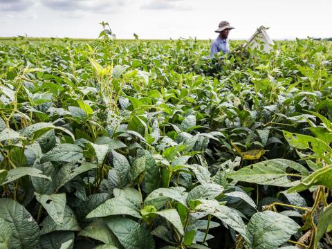 Productor inspeccionando cultivo de soja con daño foliar por malezas en campo – Syngenta