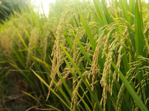 Espigas de arroz verdes iluminadas por el sol en un campo