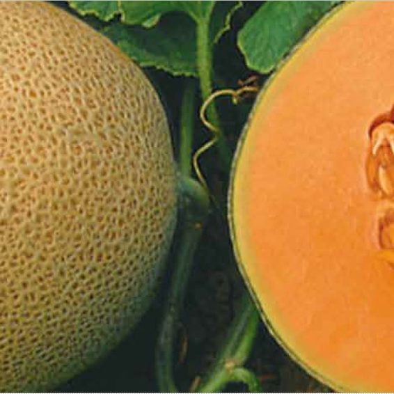 Ovation, Melon