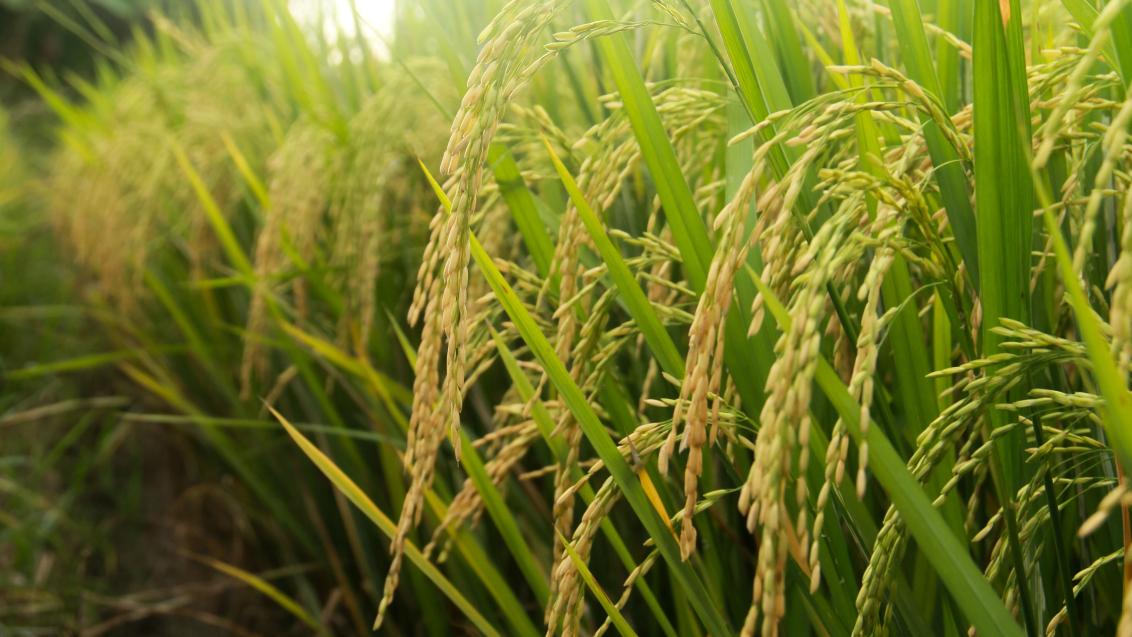 Espigas de arroz verdes iluminadas por el sol en un campo