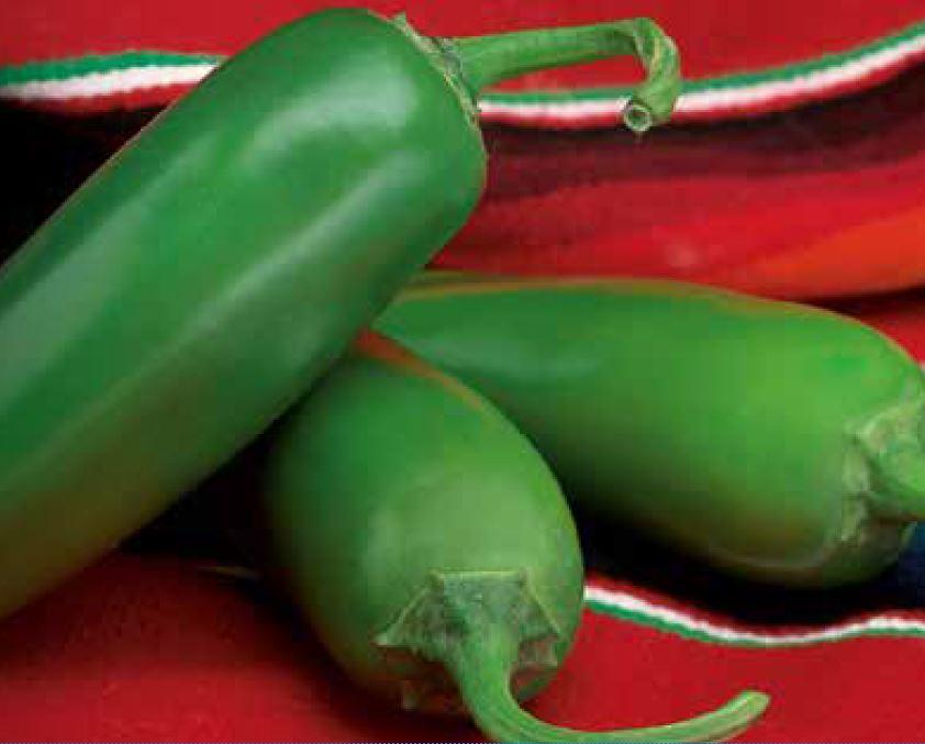 Compadre Pepper Jalapeño Compadre - Variety Pimiento | Syngenta