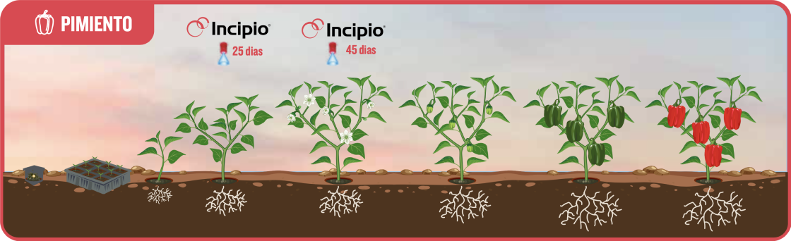 Syngenta|Gráficas mostrando los efectos de INCIPIO® en cultivos de tomates y pimientos|