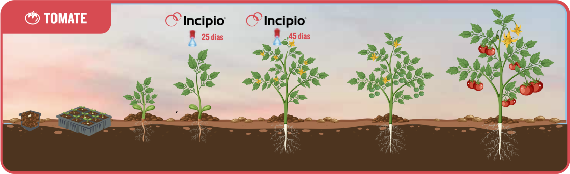 Syngenta|Gráficas mostrando los efectos de INCIPIO® en cultivos de tomates y pimientos|