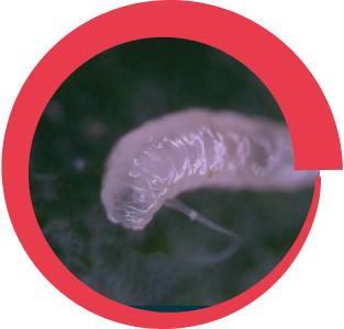 Syngenta|larva de caracha, un peligro para cultivos de tomates|