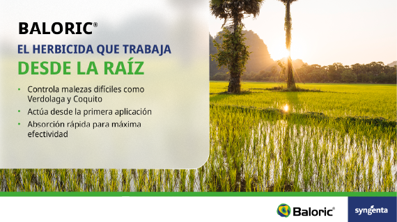 Anuncio de Baloric con campo al atardecer y texto “El heredero que trabaja desde la raíz”.