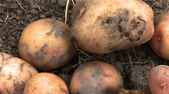 Patatas sucias recién cosechadas sobre tierra oscura