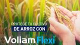 Voliam Flexi el insecticida de doble acciónMantén tu cultivo de arroz sano y libre de Gusano cogollero, Minador de la hoja y Sogata.<br>Conoce más aquí