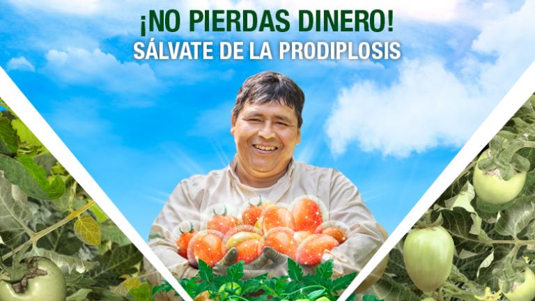 Conoce lo nuevo para tu cultivo de tomateDescubre el nuevo insecticida que te ayuda a controlar la Prodiplosis y proteger tu dinero.<br>Conoce más aquí