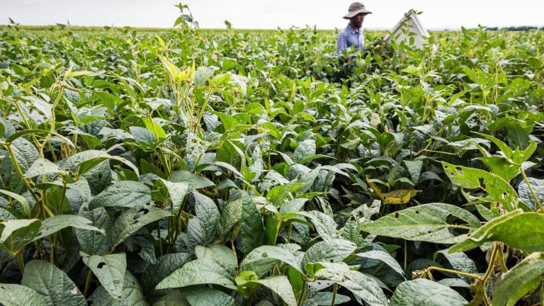 Productor inspeccionando cultivo de soja con daño foliar por malezas en campo – Syngenta
