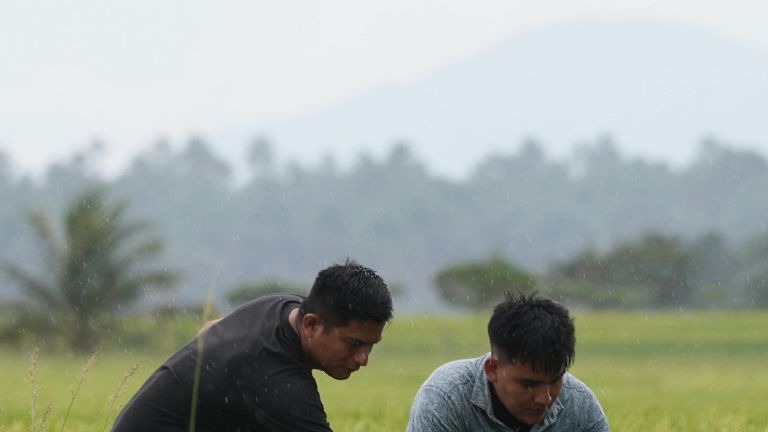 Dos hombres agachados revisan un campo de arroz verde, con montañas al fondo.