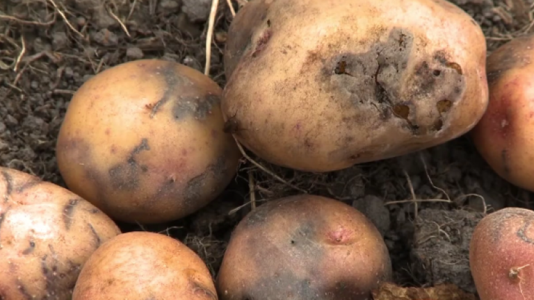 Patatas sucias recién cosechadas sobre tierra oscura