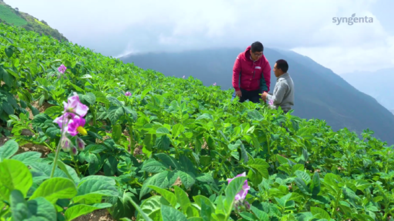 Dos personas caminando en una ladera verde con flores rosadas y montañas al fondo