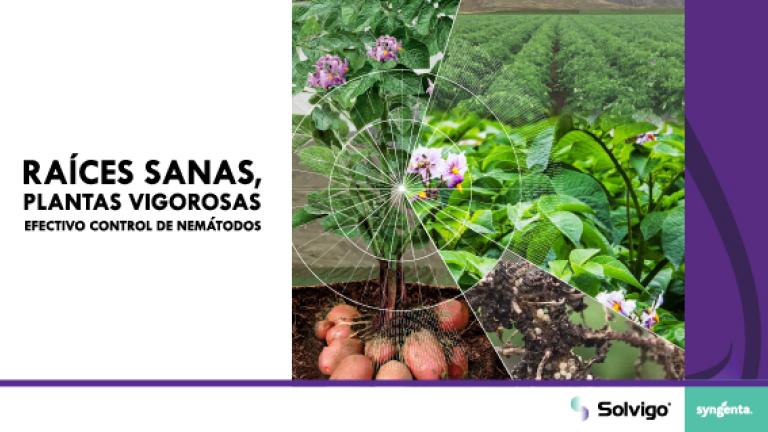 Anuncio de Solvigo: papas y plantas verdes; texto “Raíces sanas, plantas vigorosas”
