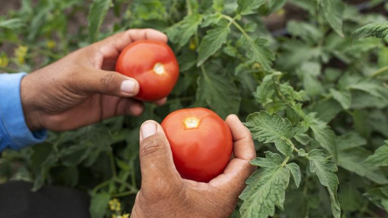 Manos sosteniendo dos tomates rojos en una planta de tomate verde