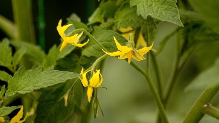 Flores amarillas pequeñas en planta de tomate, con hojas verdes desenfocadas