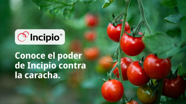 Gráfico con tomates rojos en la planta y texto sobre el poder de Incipio contra la caracha.