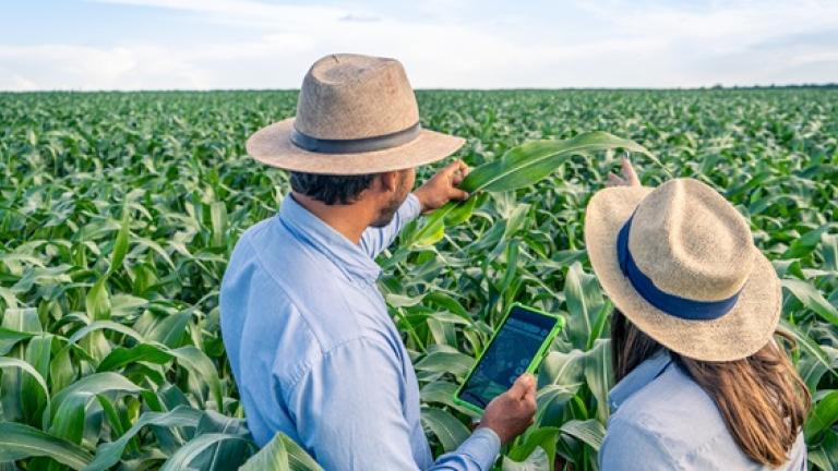 Dos agricultores con sombreros revisan un cultivo verde bajo cielo azul.