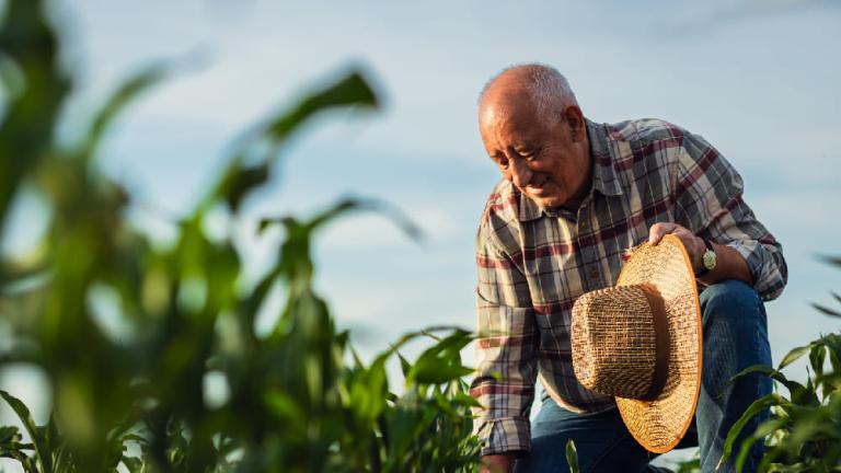 Agricultor con sombrero revisa cultivos verdes en un campo al aire libre.