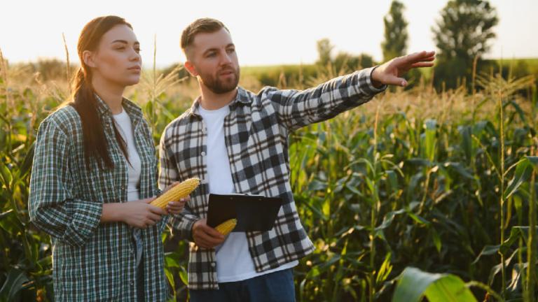 Agricultores en un campo de maíz; él señala a lo lejos mientras ella sostiene una mazorca