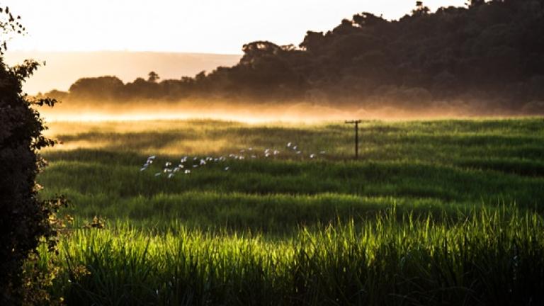 Pradera verde al amanecer con niebla y luz dorada cerca del horizonte