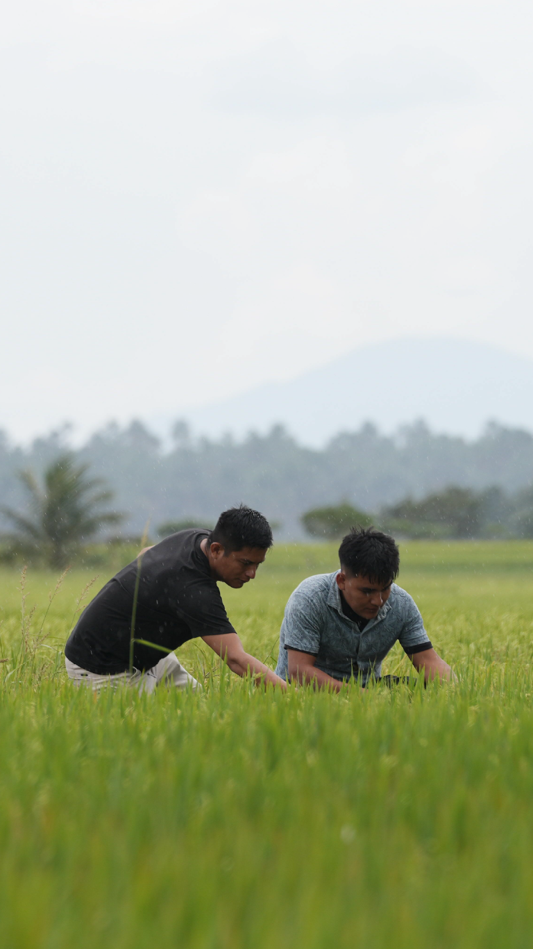 Dos hombres agachados revisan un campo de arroz verde, con montañas al fondo.