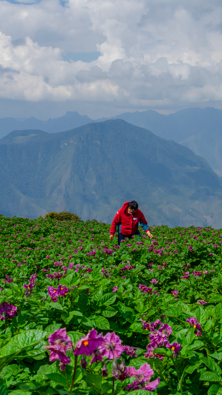 Persona con chaqueta roja entre flores moradas en pradera de montaña nublada