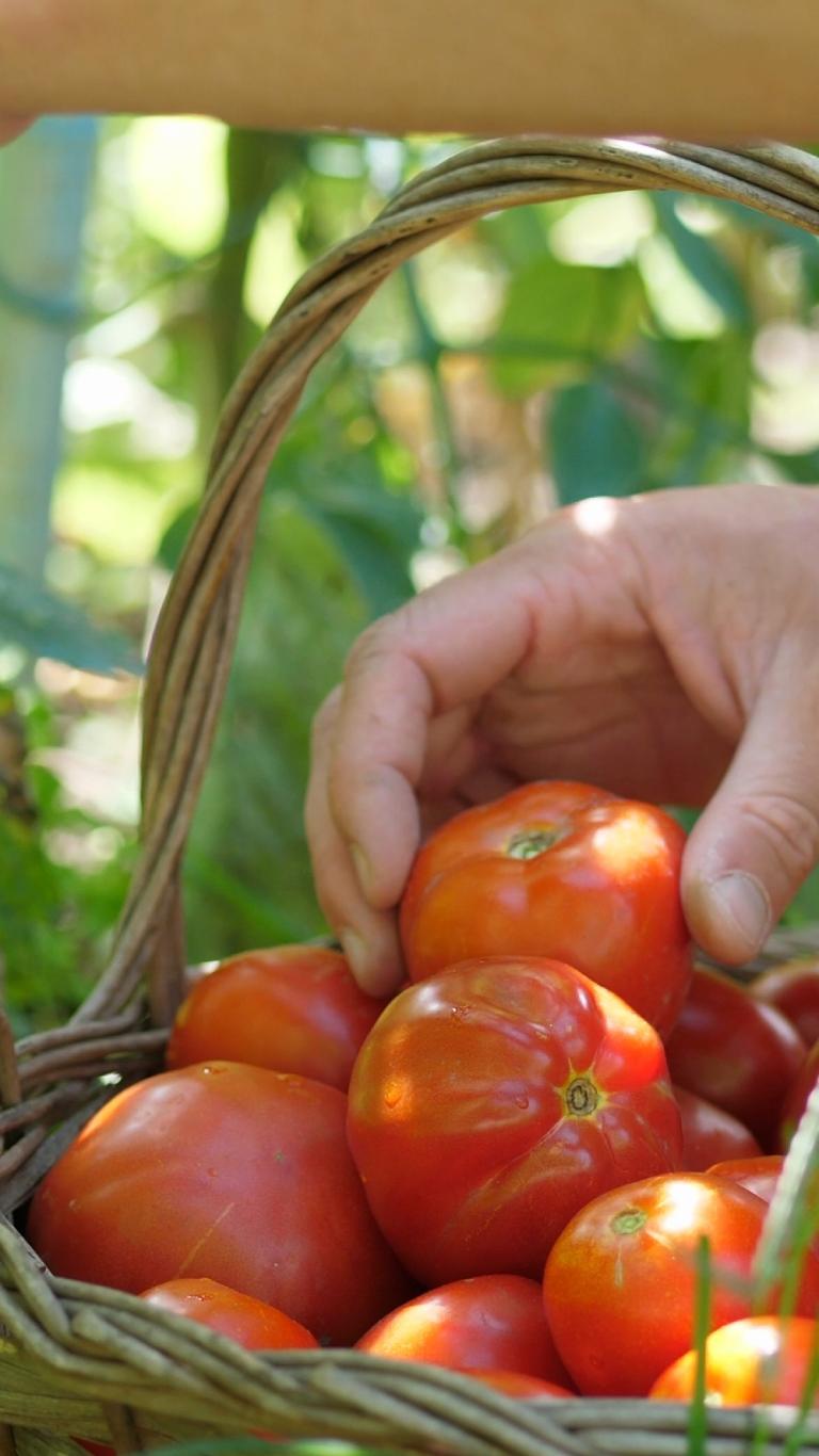 Mano tomando un tomate rojo de una cesta con tomates al sol