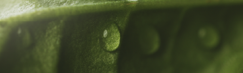 Primer plano de hoja verde con gotas de agua y fondo desenfocado