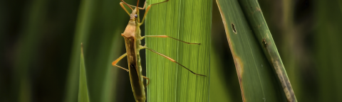 Insecto marrón sobre hoja verde, con fondo desenfocado