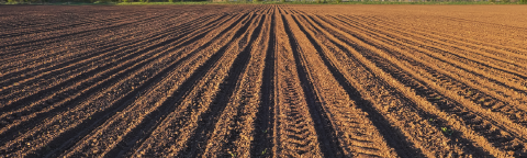 Surcos de tierra en un campo arado al atardecer, con cielo despejado.