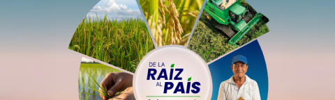 Gráfico de Syngenta “Raíz para el país” con cultivos y agricultor sobre campo al atardecer